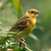 GLRI Endangered Species Grant Program: Supporting Federal Projects