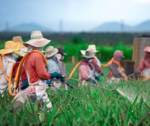 Research & Innovation Roadmap for Blockchain Technologies in Agri-Food Sector