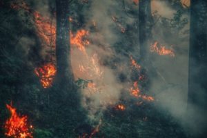 Bushfire Recovery Restoration Grant Program – Australia