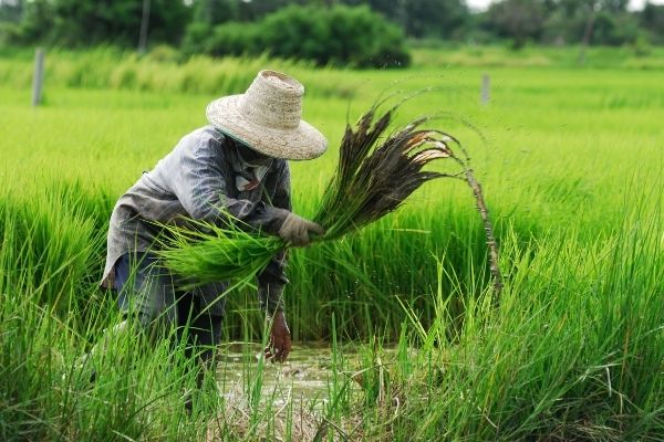  100k Global Innovation And Other Grants For Agriculture Food And 