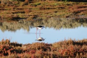 Call for Projects to Celebrate World Wetlands Days 2023 in the Mediterranean