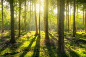 United Kingdom: Forest of Dean District Council Business Start-Up Grant