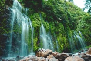 Pulitzer Center announces Congo Basin Rainforest Journalism Fund