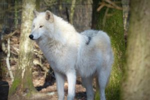United States: 2022 Established Conservationist Grant Program