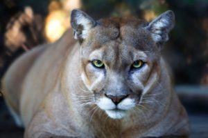 2022 Emerging Conservationist Grant Program in the US