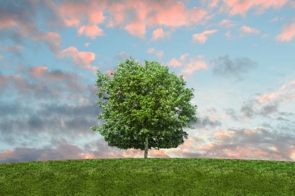Fellowships for Journalists to Cover Seventh Global Environmental Facility Assembly in Vancouver